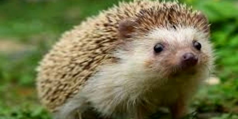 Hedgehogs are re-emerging from...