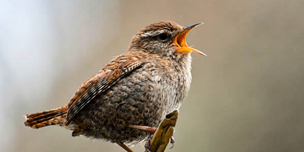 Why do birds sing?