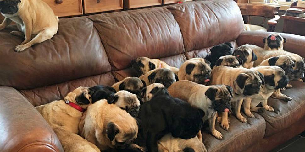 Getting hugs from 30 pugs