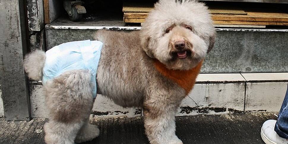 Should dogs wear nappies?