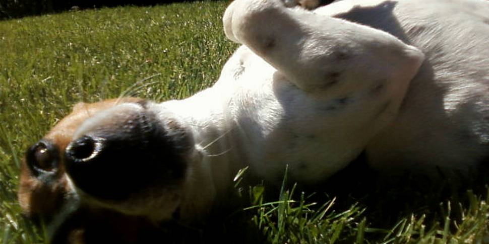 Basking in the sunshine - prot...