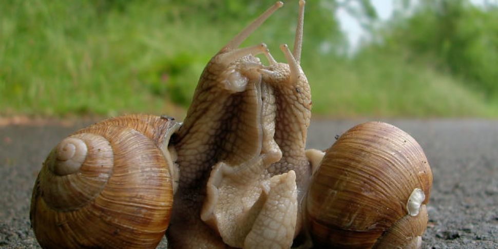 Sinister snail love, gut fear,...