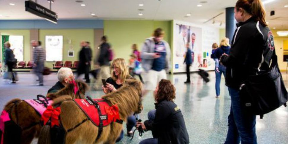 Miniature Therapy Horses Ease...