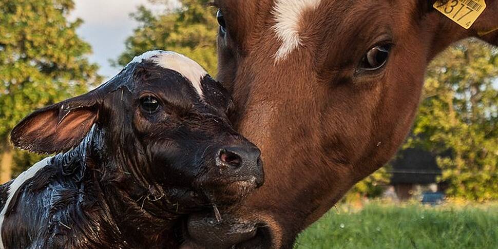 Farming With Mairead Lavery: G...