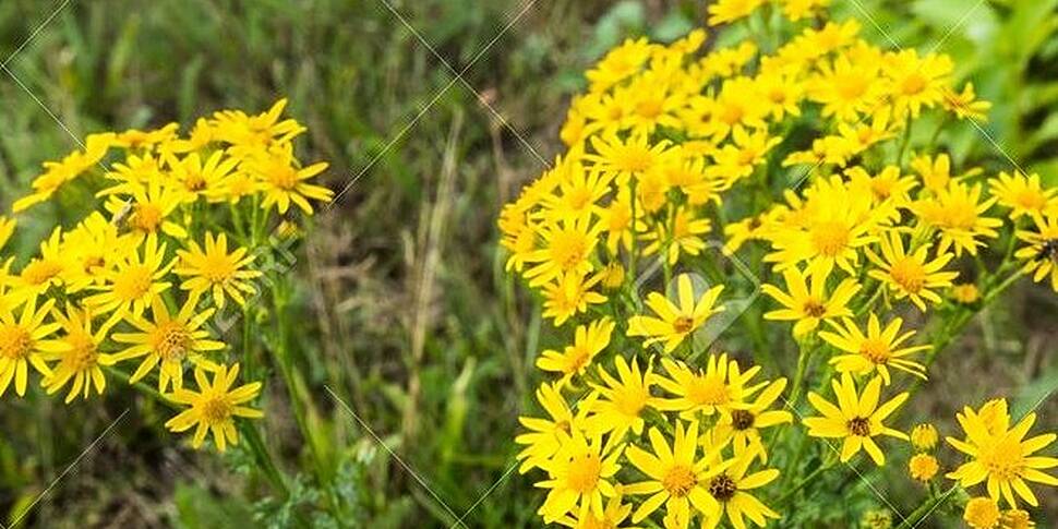 Farming with Mairead:Ragwort,...