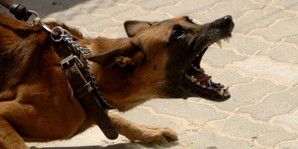 Reasons for aggressive dogs ca...