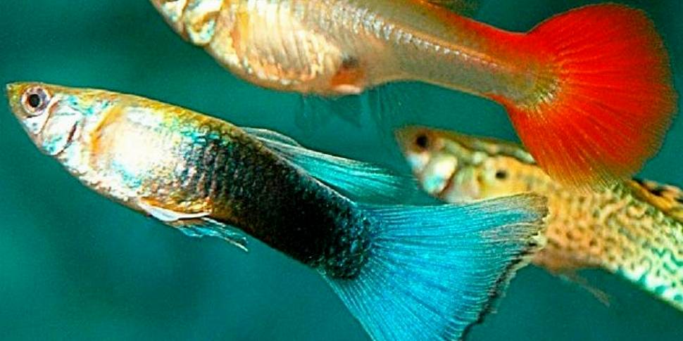 Do Fish Have Personalities ?