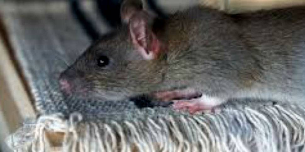 The dangers of rat poison for...