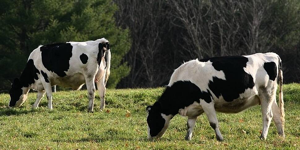 Green fields: What can farmers...