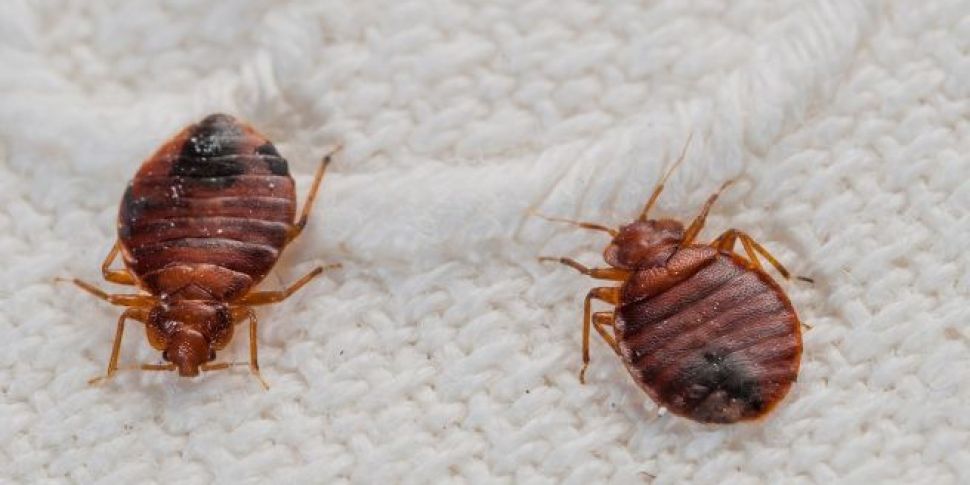 Are bed bugs taking over the w...