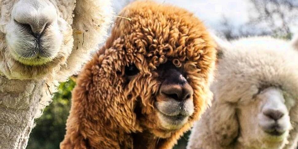 Farming: Alpacas For Rent To K...