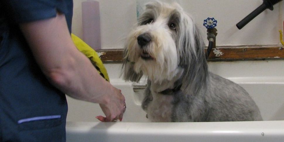Dog Grooming In Ireland