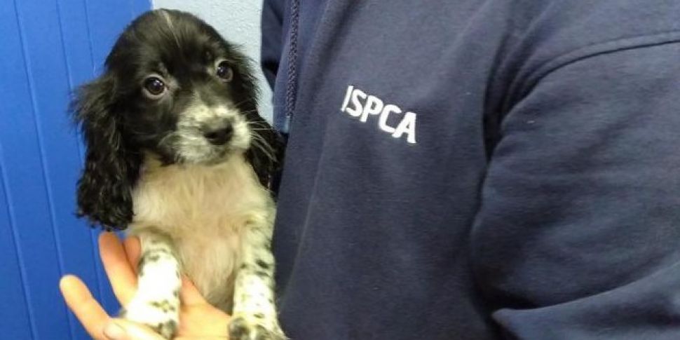 ISPCA Inspectorate Report 2017