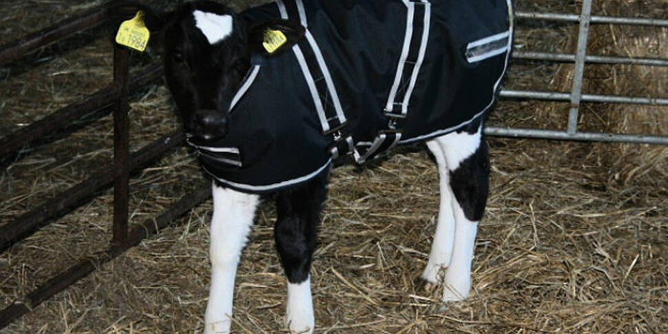 Farming: calf jackets SOLD OUT...