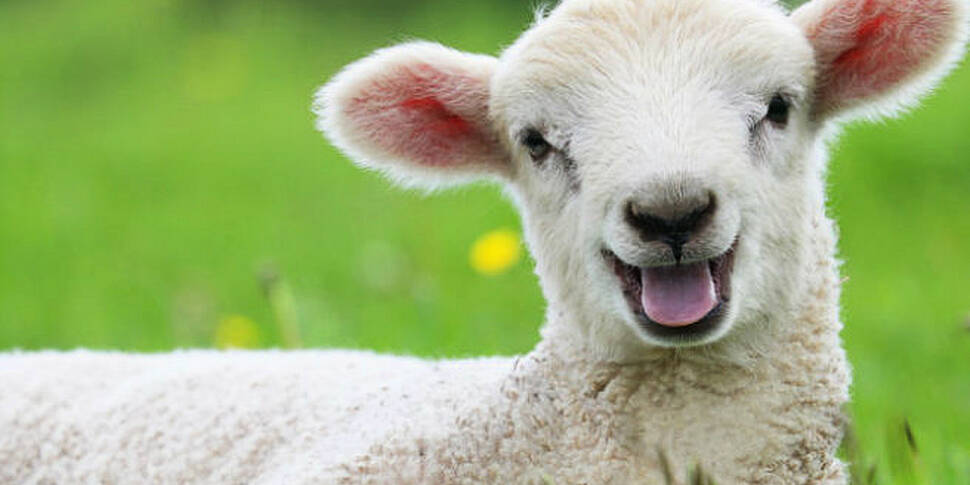 Farming: It&#39;s lambing...