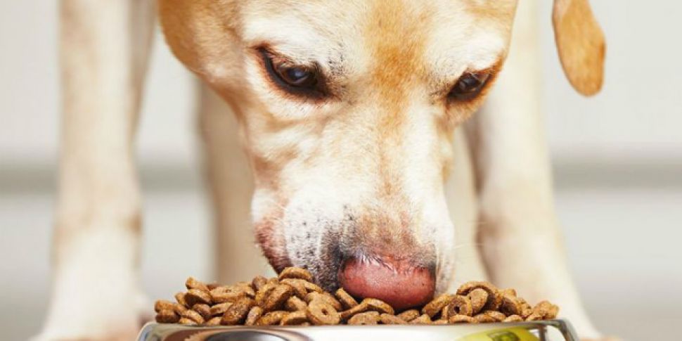 Keeping your dog healthy in th...
