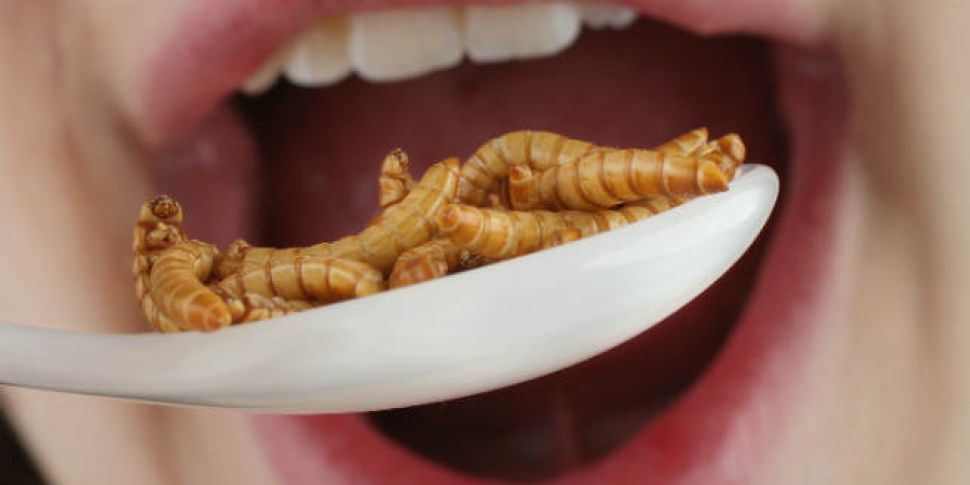 Why eating insects causes us s...