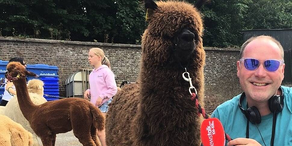 &#39;The Alpaca took me fo...