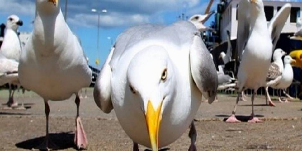 Sea Gulls - Is it time to cull...