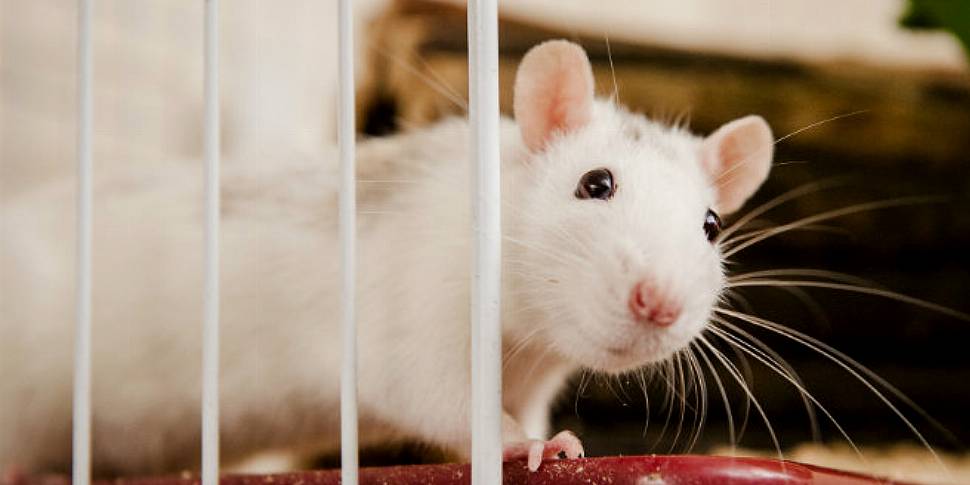 Do rats make good pets? 