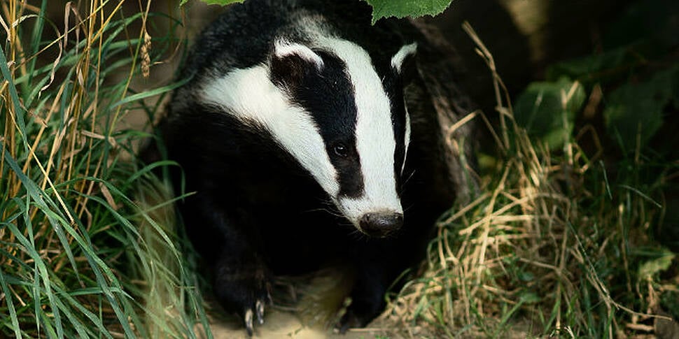 Badger Baiting