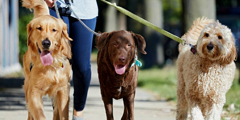 The best way to walk your dog...