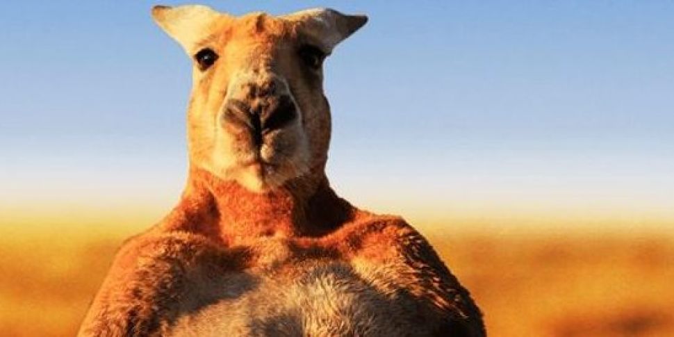 Why did a pet kangaroo kill it...