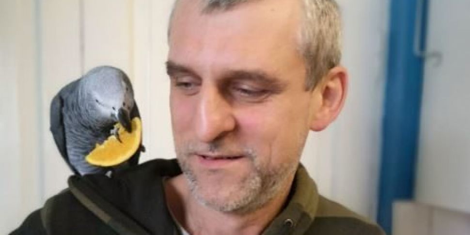 Pet parrot reunited with owner...