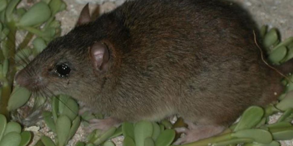 Small rat becomes first extinc...