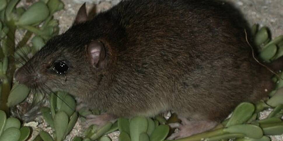 small rat