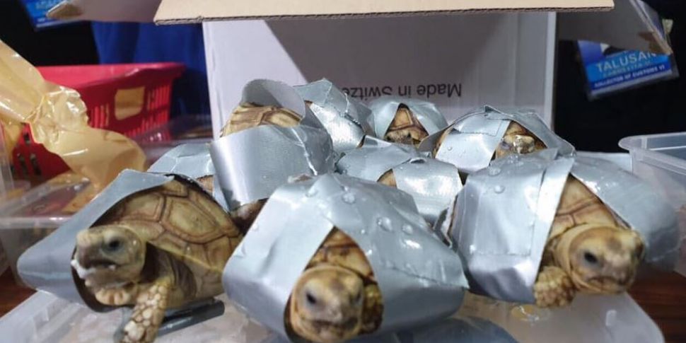 Over 1,000 live turtles seized...
