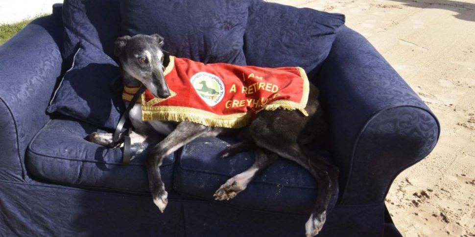 Over 1,000 retired greyhounds...