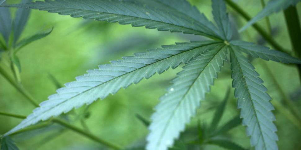 Cannabis worth €55,000 seized...