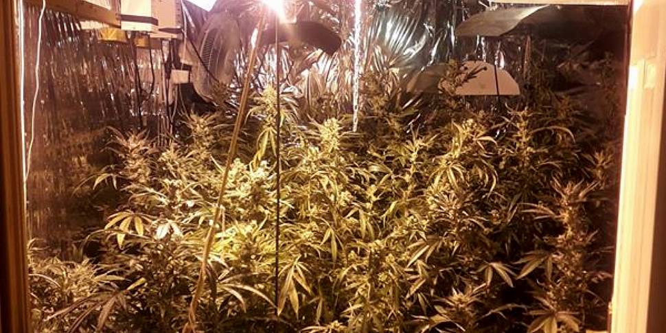 Cannabis worth €40,000 discove...