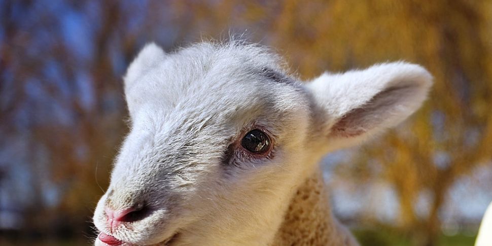 Farming: An update on the lamb...
