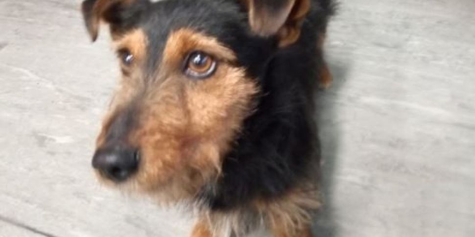 Appeal after lost dog found on...