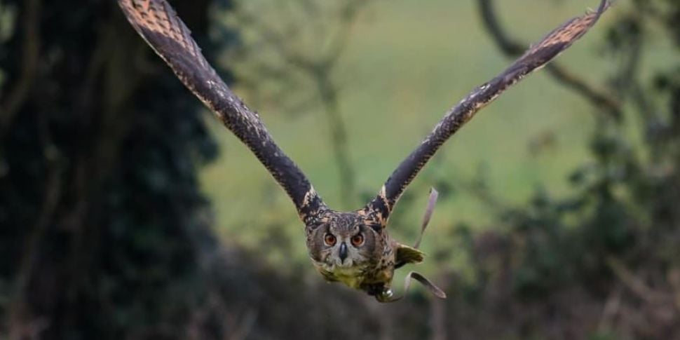 Eagle Owl on the loose in Co K...
