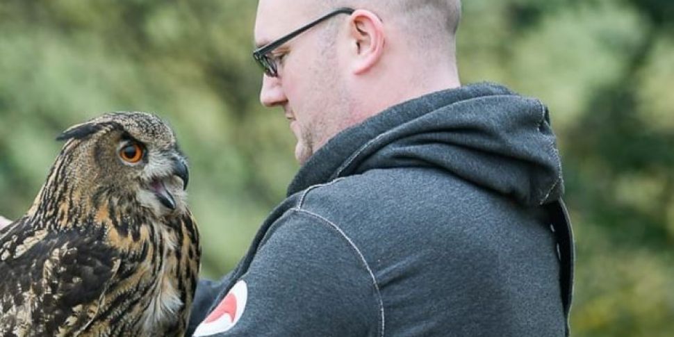 Eagle Owl missing in Kildare r...