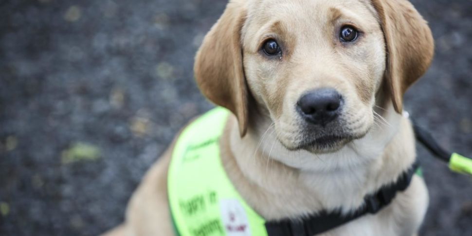 'Guide Dog Day' to raise funds...