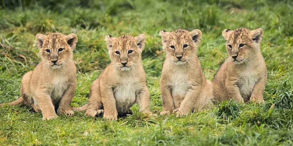 GALLERY: Fota Wildlife Park an...