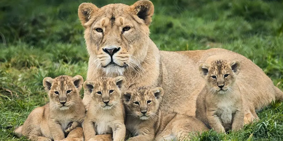 GALLERY: Fota Wildlife Park an...