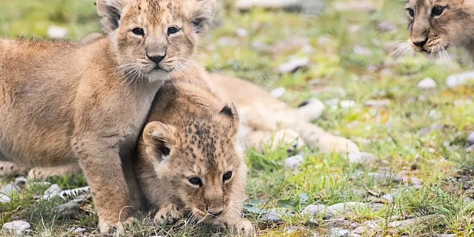GALLERY: Fota Wildlife Park an...