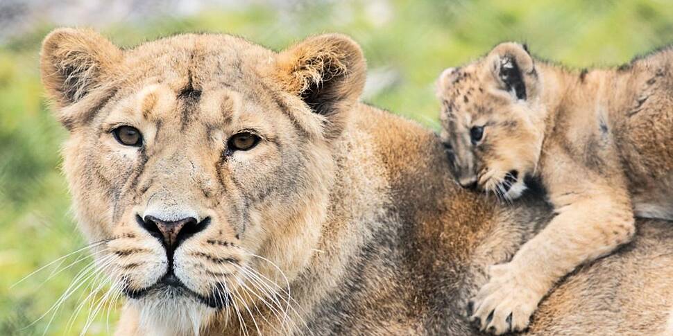 GALLERY: Fota Wildlife Park an...