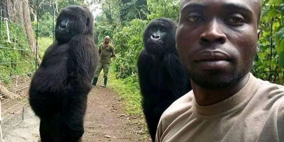 Gorillas pose for selfie with...
