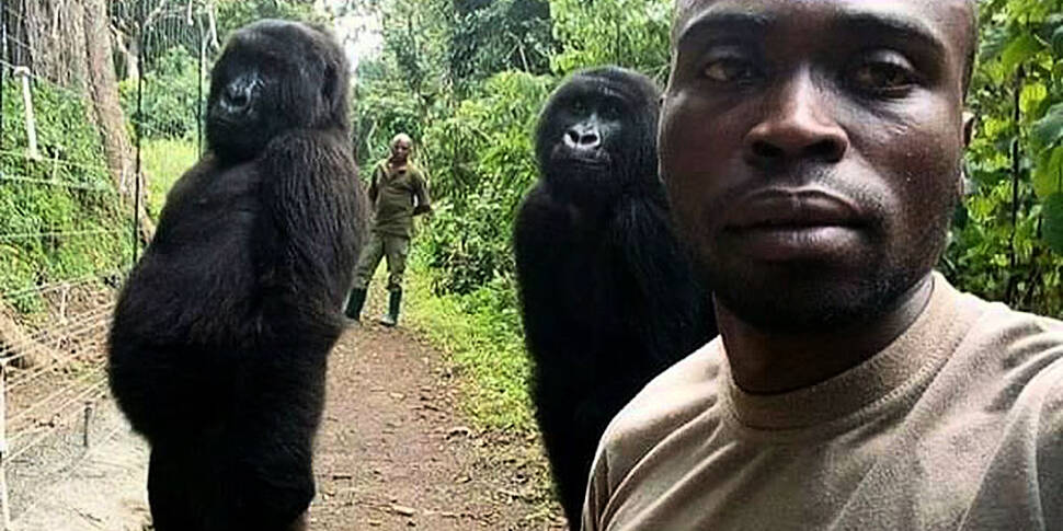 2015-2018 BOLD Set Republic of Congo Gorilla 
