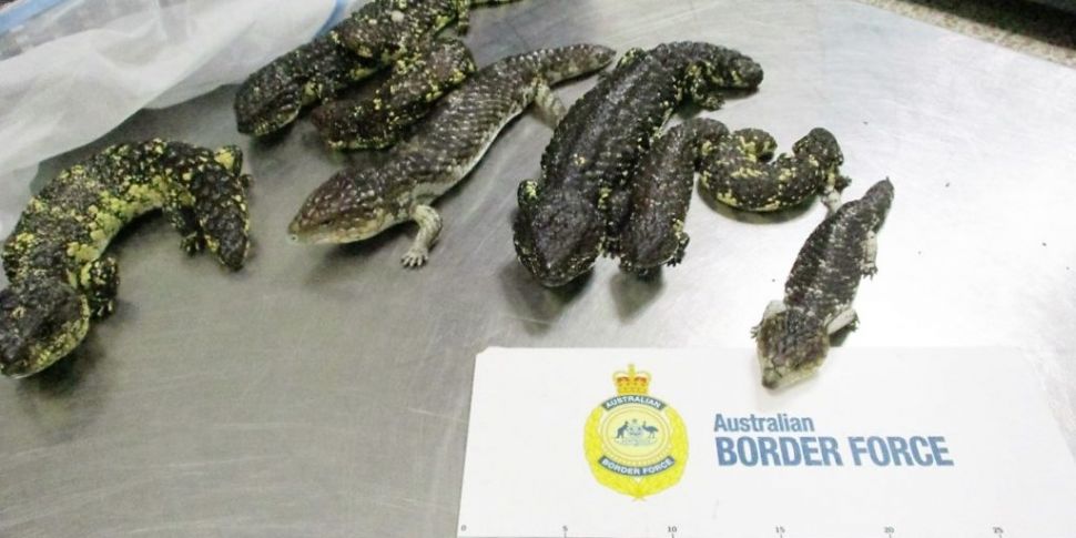 Woman arrested after 19 lizard...