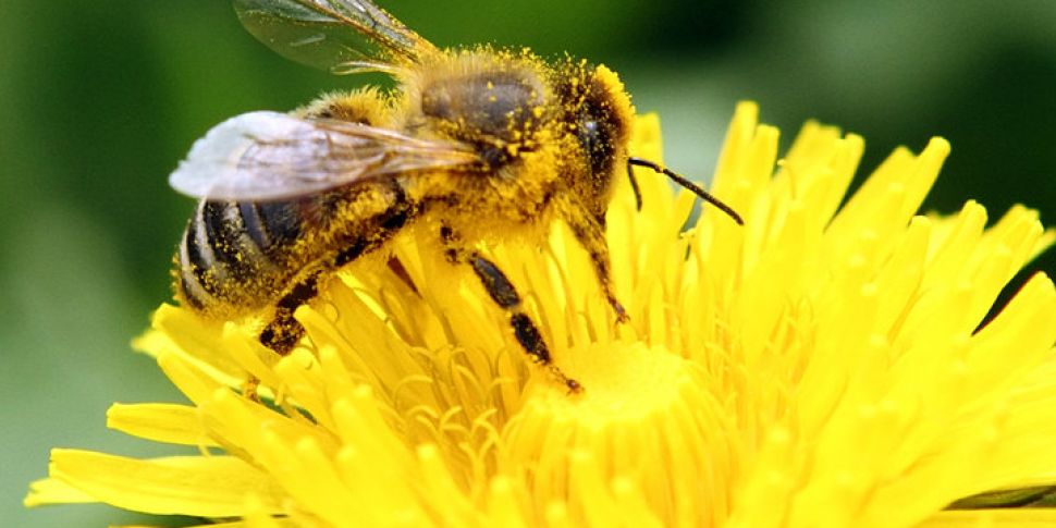 Ireland's Beekeepers Are Celeb...