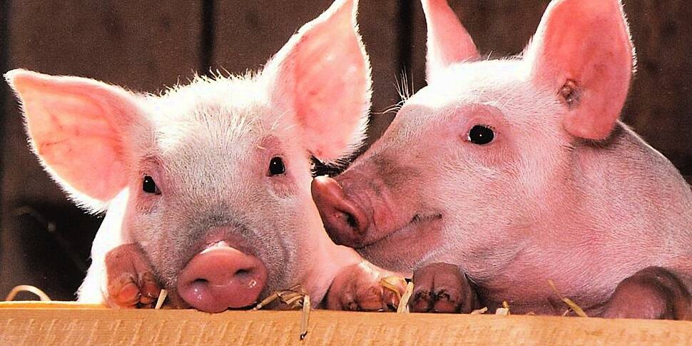 'We can’t take anymore' - Pig...