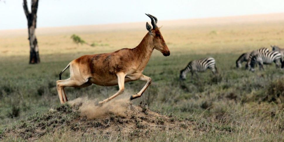 Futureproof Gold: The Serenget...