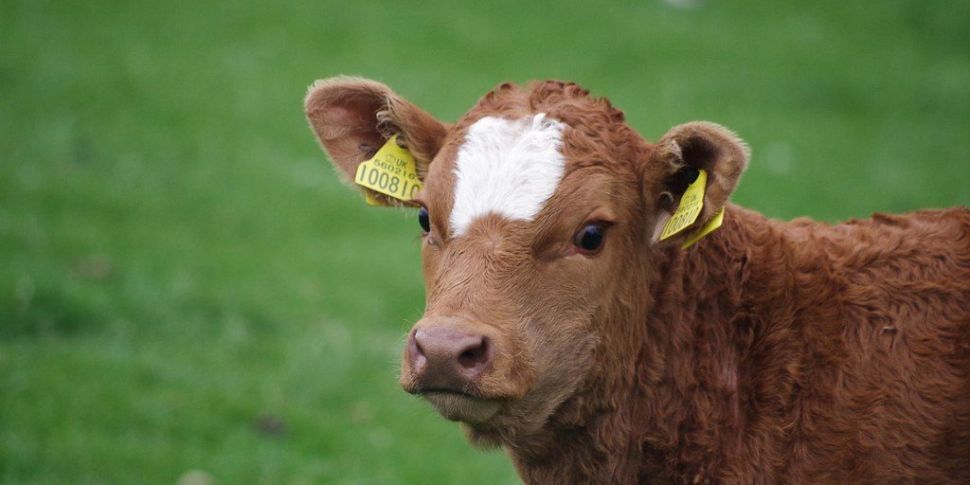 Farming: Addressing the calf c...